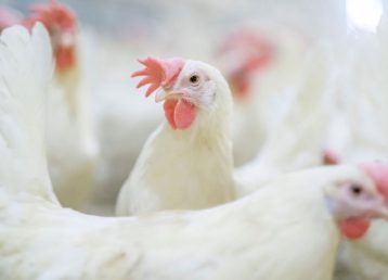 Hen